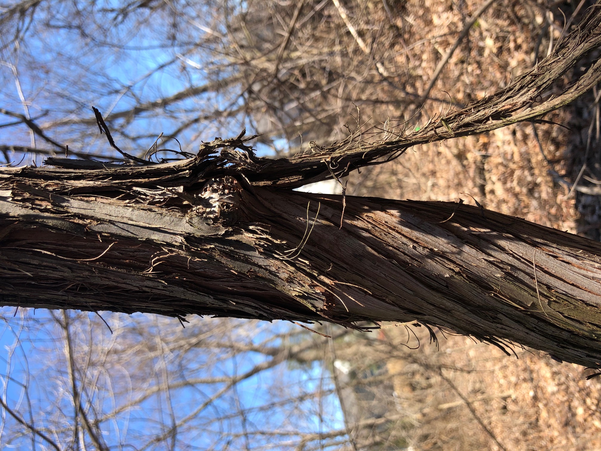 Figure 16 Wild grape bark